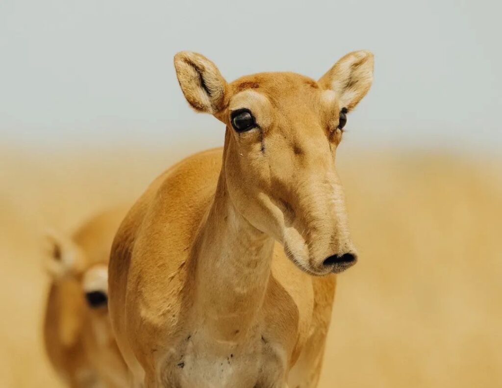 Saiga tatarica