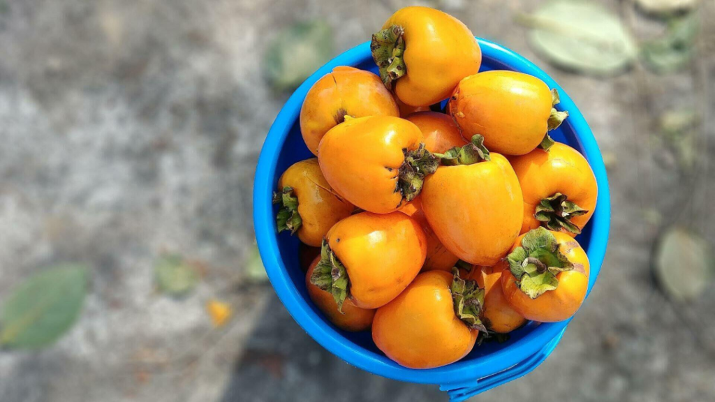 烏茲別克的柿子